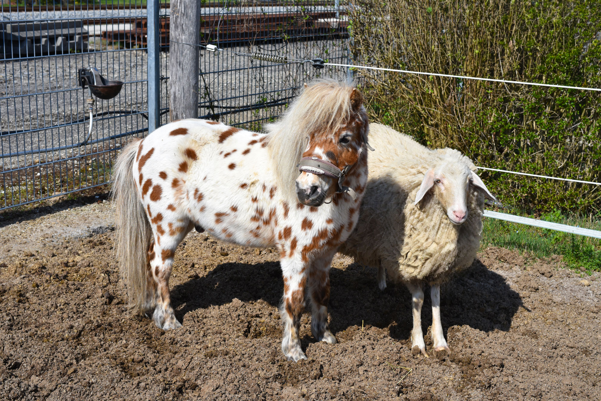 pony+schaf